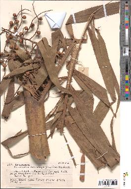 spécimen de Eremospatha macrocarpa