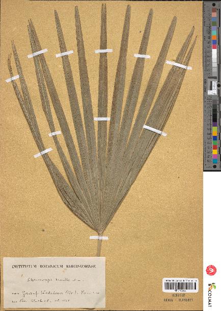 spécimen de Chamaerops humilis
