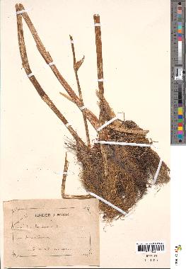 spécimen de Iris pseudacorus