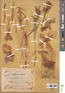 spécimen de Iris xiphioides