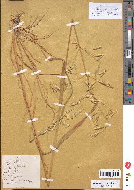 spécimen de Avena sativa
