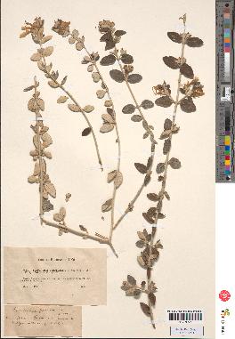 spécimen de Teucrium fruticans