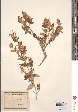 spécimen de Teucrium fruticans