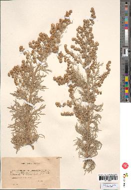 spécimen de Artemisia arborescens