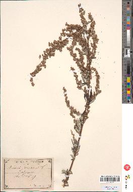 spécimen de Artemisia vulgaris