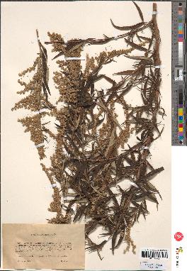spécimen de Artemisia selengensis