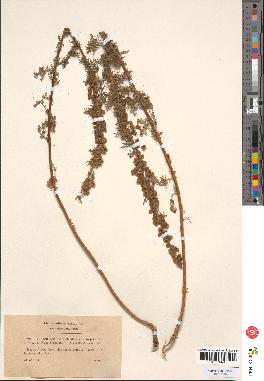 spécimen de Artemisia chamaemelifolia