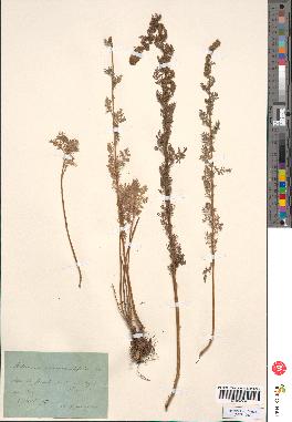 spécimen de Artemisia chamaemelifolia