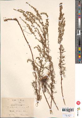 spécimen de Artemisia campestris