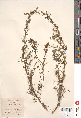 spécimen de Artemisia campestris