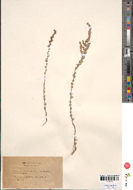 spécimen de Artemisia oranensis