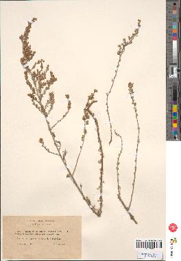 spécimen de Artemisia oranensis