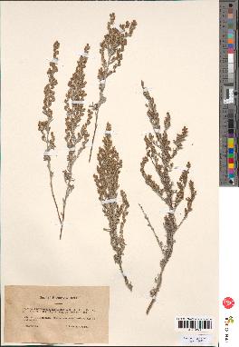 spécimen de Artemisia gallica