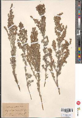 spécimen de Artemisia gallica