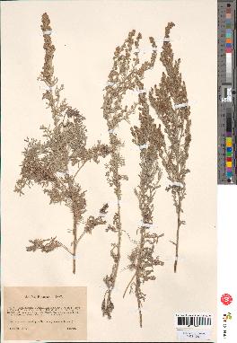 spécimen de Artemisia gallica