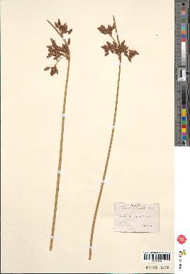 spécimen de Scirpus michelianus