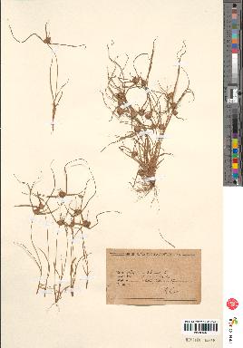 spécimen de Scirpus michelianus