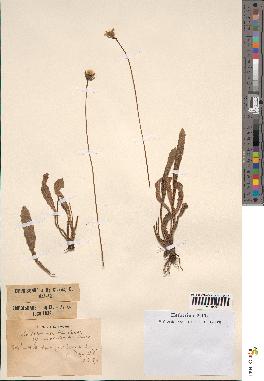 spécimen de Leontodon mesorrhynchus