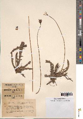 spécimen de Leontodon mesorrhynchus
