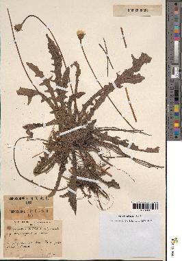 spécimen de Leontodon mesorrhynchus