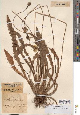 spécimen de Leontodon mesorrhynchus