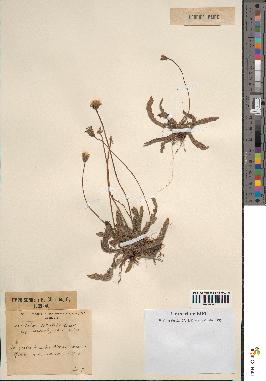 spécimen de Leontodon mesorrhynchus