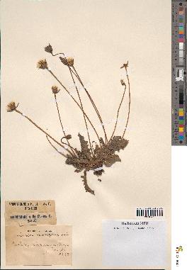 spécimen de Leontodon mesorrhynchus