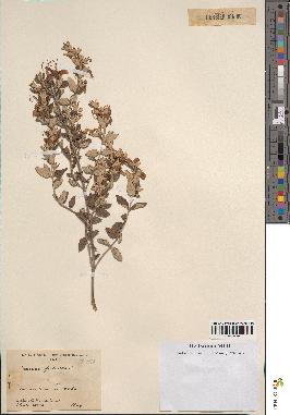 spécimen de Teucrium fruticans