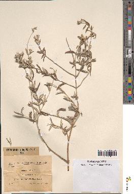 spécimen de Teucrium fruticans