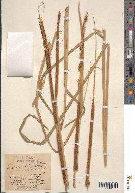 spécimen de Typha angustata