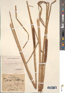 spécimen de Typha angustata