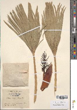 spécimen de Chamaerops humilis