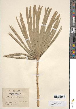 spécimen de Chamaerops humilis