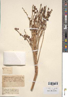 spécimen de Phoenix dactylifera