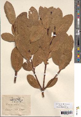 spécimen de Laurus nobilis