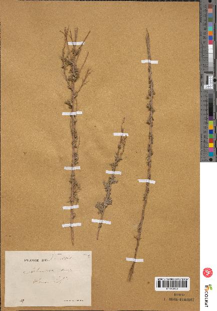 spécimen de Artemisia campestris