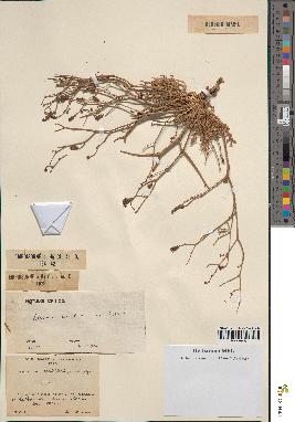 spécimen de Launaea resedifolia