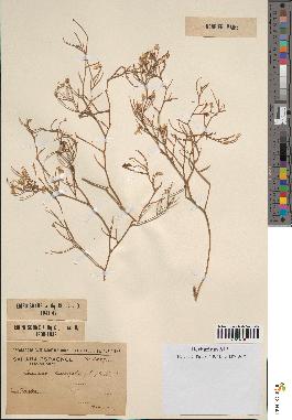 spécimen de Launaea resedifolia