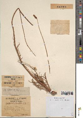 spécimen de Launaea resedifolia