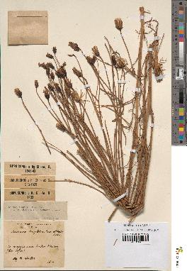 spécimen de Launaea resedifolia