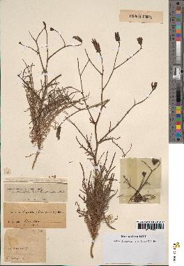 spécimen de Launaea resedifolia