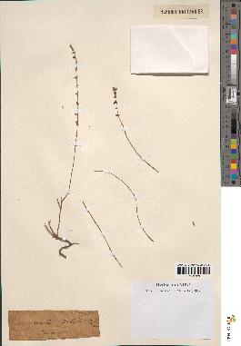 spécimen de Micromeria debilis