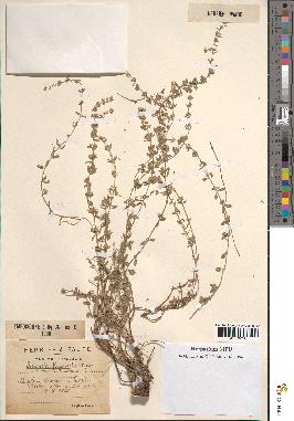 spécimen de Micromeria debilis