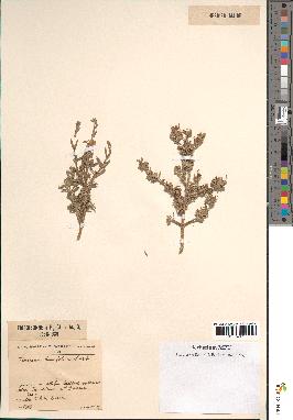 spécimen de Teucrium brevifolium