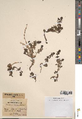 spécimen de Teucrium campanulatum