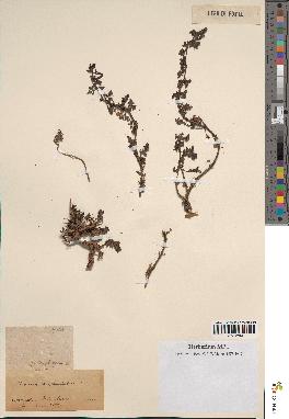 spécimen de Teucrium campanulatum