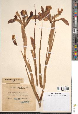 spécimen de Iris fontanesii