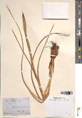 spécimen de Iris fontanesii