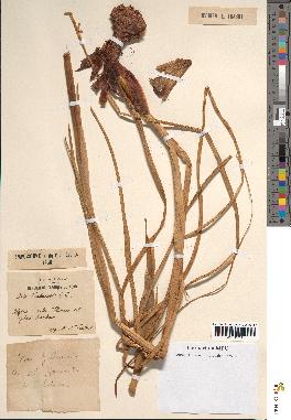 spécimen de Iris fontanesii