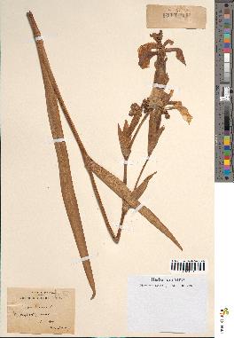 spécimen de Iris pseudacorus